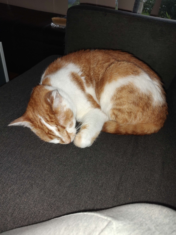 an orange and white cat, asleep on a couch.